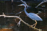 Tricolored Heron / Aigrette Tricolore