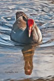 Common Moorhen / Gallinule Poule-deau