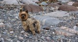 Cadgwith Cornwall