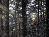 Snow flurry in Barnaslingan Wood