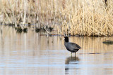 Coot in a Creek