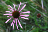 Purple Pinwheel