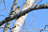 Bird on a Branch