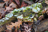 Holiday Fungus