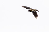 Bouncing Bobolink