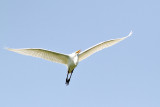 White on the Wing