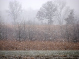 Winter in Illinois
