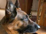 Merlin web 1000 _0303.jpg