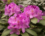 Rhodies_2 Web1100_0510.jpg