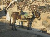 SD Santorini Donkey_0305.jpg