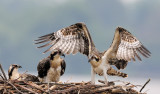 D30_5611 Crop.jpg