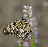 D30_7722.jpg