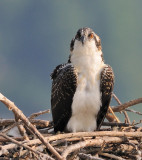 D32_9628 100 crop.jpg