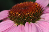 D32_9961.jpg
