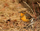 VariedThrush2Apr202011.jpg