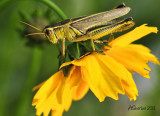Grasshopper-on-Flower.jpg