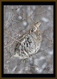 WinterRuffedGrouse.jpg