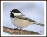 Jan08Chickadee.jpg