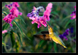 Annas Hummingbird at Sunset
