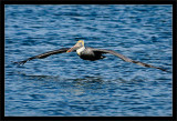 Brown Pelican Over Water