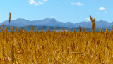 Wheat.jpg