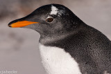 close up penguin-5766.jpg