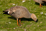 duck and duck poo-6012.jpg