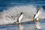 penguins in wave-5696.jpg