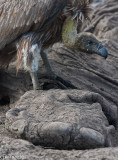 Vulture