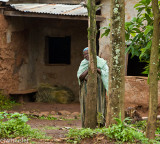 His wife looking on.