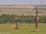 Giraffes are very vulnerable when they lay down so you dont see it real often.