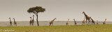 a bunch of giraffes is called a journey