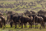 Wildebeests (or gnu)