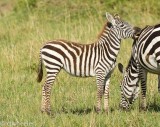 Little zebra nibbling on mom