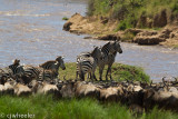 The zebras usually start a crossing