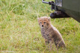 Cheetah, Cheetah, Malaika, Malaikas cub waiting while Mom is on top of the vehicle looking for dinner