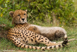 Nursing cheetah cub Malaika