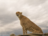 Cheetah,Malaika, on the roof of our vehicle!!