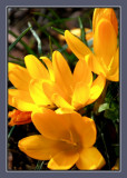 Crocus