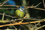 Blue Tit