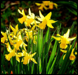 Daffodiles