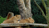 Lions (2)