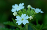 Verbena  Lanai