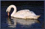 Swan