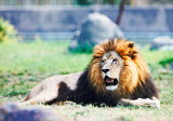 Lion male