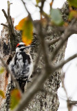 woodpecker on swamp oak