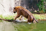 Indochinese Tiger swimming 02