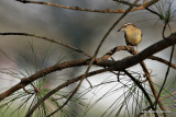 carolinawrenIMG_8955.jpg