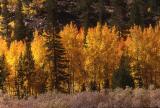 Fall Colors at North Lake
