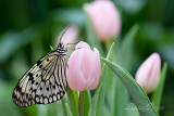 Papillons